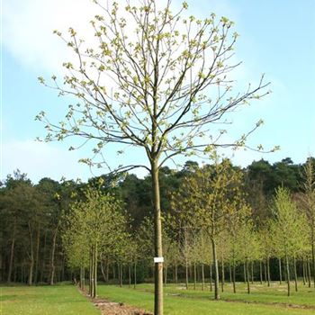 ACBR_Sol_baum_5xv_200-300x35-40x400-500_R_ARN337-38_12_04_07_17126.jpg