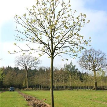 ACBR_Sol_baum_5xv_200-300x35-40x400-500_R_ARN337-38_3_12_04_07_17125.jpg