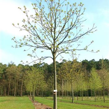 ACBR_Sol_baum_5xv_200-300x35-40x400-500_R_ARN337-38_2_12_04_07_17124.jpg