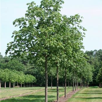 ACBR_Sol_baum_5xv_200-300x35-40x400-500_R_AR337-38_25_07_06_12652.jpg