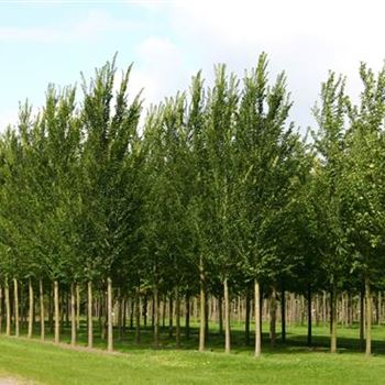UHLO_Sol_baum_5xv_200_300x35_40x700_900_R_GE_HM1089_15_09_04_15578.jpg