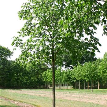 ACBR_Sol_baum_5xv_200-300x35-40x400-500_R_AR337-38_3_25_07_06_12651.jpg