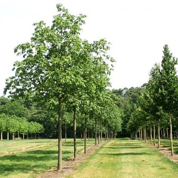 ACBR_Sol_baum_5xv_200-300x35-40x400-500_R_AR337-38_2_25_07_06_12650.jpg