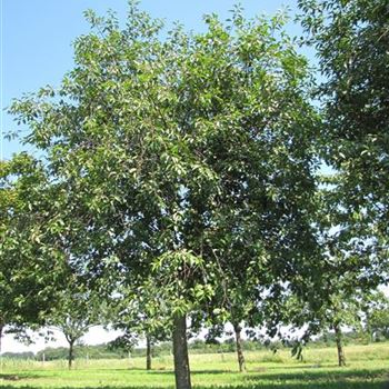 KIRMO_Sol_baum_7xv_300-400x60-70_O-200_23_07_12_jh_37636.jpg