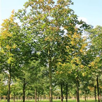 ACBR_Sol_baum_5xv_200-300x40-45x400-500STH230-250_R_DE327_24_09_07_20160.jpg