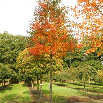 NSY_H_4xv_STU20-25_Herbstlaub_R_POL1206_27_10_06_14499.jpg
