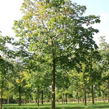 ACBR_Sol_baum_5xv_200-300x40-45x400-500STH230-250_3_R_DE327_24_09_07_20159.jpg