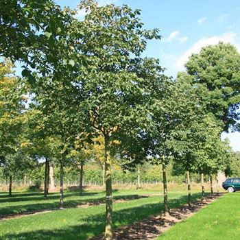 ACBR_Sol_baum_5xv_200-300x40-45x400-500STH230-250_2_R_DE327_24_09_07_20158.jpg