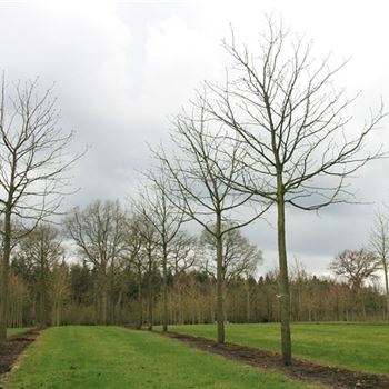 ACBR_Sol_baum_5xv_200-300x40-45x-500_R_AR338_13_03_07_22594.jpg