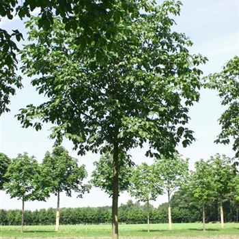 ACBR_Sol_baum_5xv_200-300x40-45x400-500_R_AR337-38_25_07_06_12654.jpg