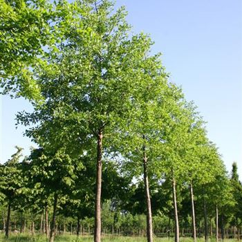 NSY_Sol_baum_4xv_STU25-30_Kr_br-200_R_2_FL1022_2_12_06_06_12073.jpg