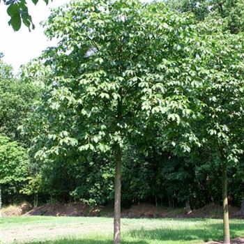 ACBR_Sol_baum_5xv_200-300x40-45x400-500_R_AR337-38_3_25_07_06_12653.jpg