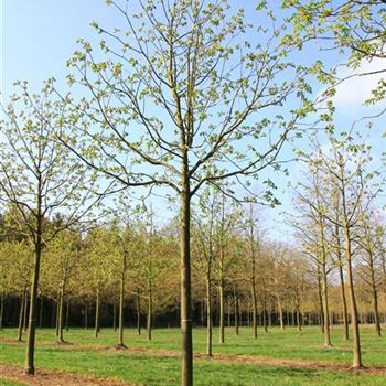 ACBR_Sol_baum_6xv_300-400x40-45x500-700_R_DEE327_12_04_07_17133.jpg
