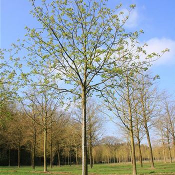 ACBR_Sol_baum_6xv_300-400x40-45x500-700_R_DEE327_4A_12_04_07_17132.jpg