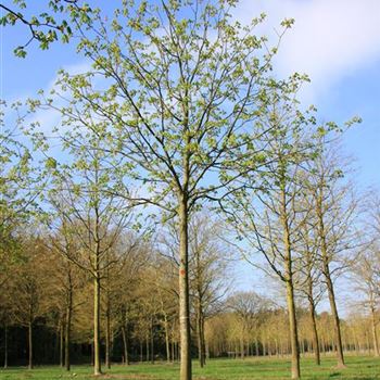 ACBR_Sol_baum_6xv_300-400x40-45x500-700_R_DEE327_4_12_04_07_17131.jpg