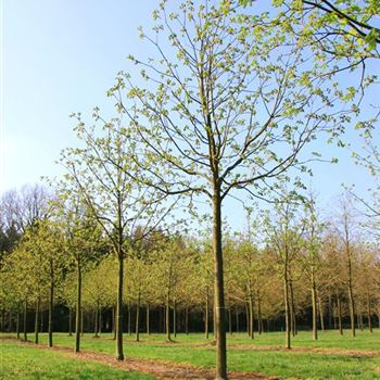 ACBR_Sol_baum_6xv_300-400x40-45x500-700_R_DEE327_2_12_04_07_17129.jpg