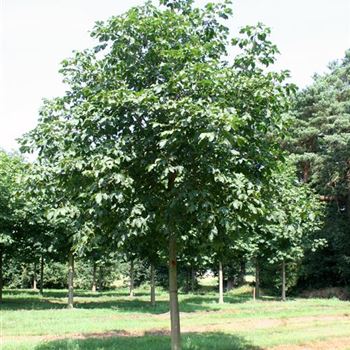 ACBR_Sol_baum_6xv_300-400x40-45x500-700_R_KA541_25_07_06_12656.jpg
