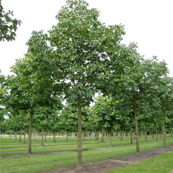 ACBR_Sol_baum_6xv_300-400x40-45x500-700_R-541_06_10_10_jh_35648.jpg