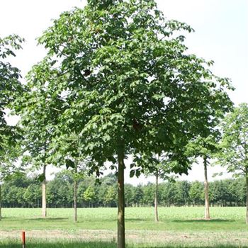 ACBR_Sol_baum_6xv_300-400x40-45x500-700_R_AR337-38_25_07_06_12655.jpg