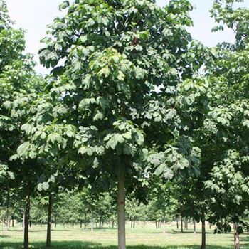 ACBR_Sol_baum_6xv_300-400x45-50x500-700_R_KA541_25_07_06_12659.jpg