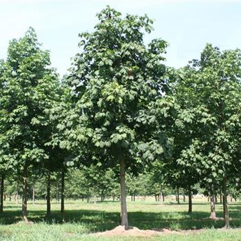 ACBR_Sol_baum_6xv_300-400x45-50x500-700_R_KA541_2_25_07_06_12658.jpg