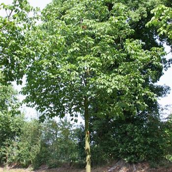 ACBR_Sol_baum_6xv_300-400x45-50x500-700_R_DE338_25_07_06_12657.jpg