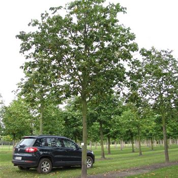 ACBR_Sol_baum_6xv_300-400x45-50x500-700_R-541_06_10_10_jh_35649.jpg