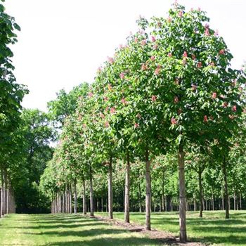 ACBR_Sol_baum_6xv_300-400x45-50x500-700_R_KA337_27_05_05_4987.jpg
