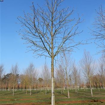 ACBR_Sol_Baum_6xv_300-400x50-60x500-700_STH_310_R-331_09_04_15_kd_39578.JPG