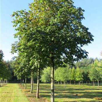 ACBR_Sol_baum_6xv_300-400x50-60x500-700_R-331_19_09_14_kd_39456.JPG