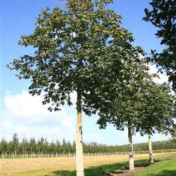 ACBR_Sol_baum_6xv_300-400x50+x500-700_STH300_R_WE545_03_09_07_19831.jpg
