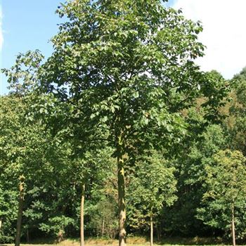 ACBR_Sol_baum_6xv_300-400x50-60x500-700_STH260_R_AR338_03_09_07_19830.jpg