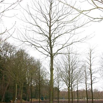 ACBR_Sol_baum_6xv_300-400x50-60x500-700_R_DE327_27_03_06_9969.jpg