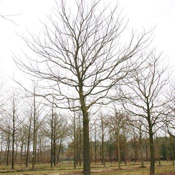 ACBR_Sol_baum_6xv_300-400x50-60x500-700_R_DE327_2A_27_03_06_9968.jpg