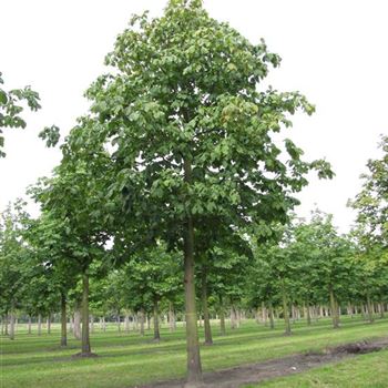 ACBR_Sol_baum_6xv_300-400x50-60x500-700a_R-541_06_10_10_jh_35651.jpg