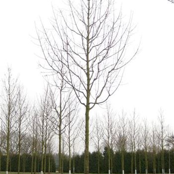 APS_Sol_baum_5xv_200-300x30-35x500-700_R_BR139-40_22_03_10_33809.jpg