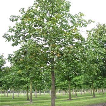ACBR_Sol_baum_6xv_300-400x50-60x500-700_R-541_06_10_10_jh_35650.jpg