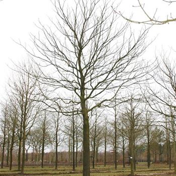 ACBR_Sol_baum_6xv_300-400x50-60x500-700_R_DE327_2_27_03_06_9967.jpg