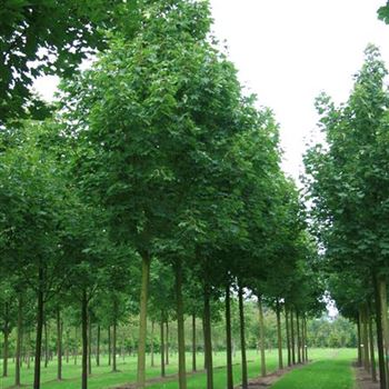 APS_Sol_baum_5xv_200-300x35-40+x500-700_R_STE54-57_20_08_08_26860.jpg