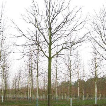 ACBR_Sol_baum_6xv_300-400x50-60x500-700-STH250-300_R_KA_15_12_09_33003.jpg