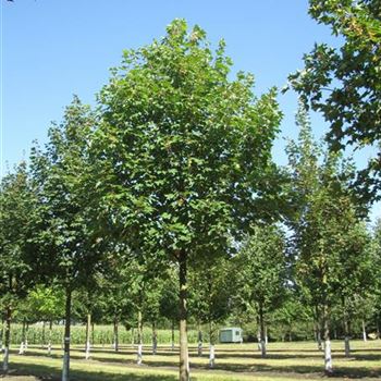 APS_Sol_baum_5xv_200-300x40-45x500-700_R-520_13_08_14_jh_39916.jpg