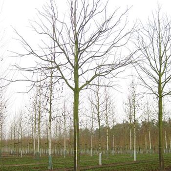 ACBR_Sol_baum_6xv_300-400x50-60x500-700-STH250-300_R_KA_2_15_12_09_33002.jpg