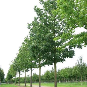 APS_Sol_baum_6xv_300-400x50-60x500-700_R_WE551_20_08_08_26861.jpg