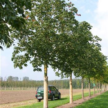 ACBR_Sol_baum_6xv_300-400x50+x500-700_R_WE545_27_09_06_13490.jpg