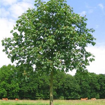 ACBR_Sol_baum_6xv_300-400x50-60x500-700_R-475_08_06_09_jh_29561.jpg