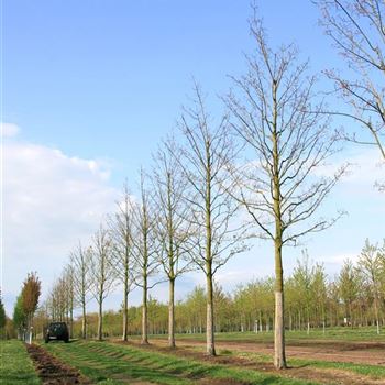 APS_Sol_baum_6xv_300-400x50-60x700-900_R_WE551_4_30_04_08_23468.jpg