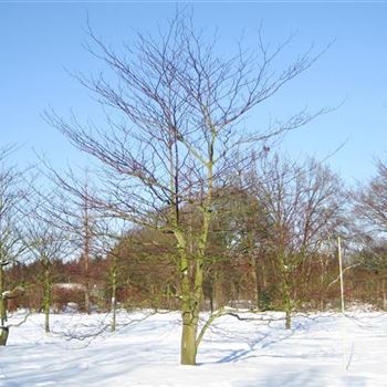 CCO_Sol_7xv_Br300-400xHoe500-600_OH_FI1046_2_21_12_09_33071.jpg