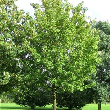 APS_Sol_baum_8xv_400-600x80-90x900-1200_R_BO350_02_10_06_13642.jpg