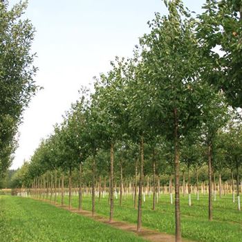 PAV_Sol_baum_5xv_200-300x30-35x500-700_R_WE548-49_08_09_08_25011.jpg