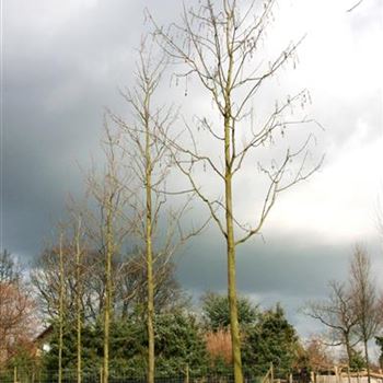 APATR_Sol_baum_5xv_200-300x25-30x500-700_R_STA1072_05_03_07_16369.jpg